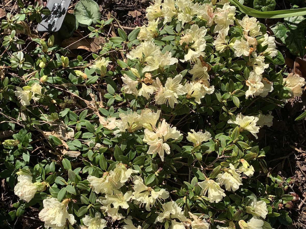 R. keiskei var. ozawae 'Yaku Fairy' AGM